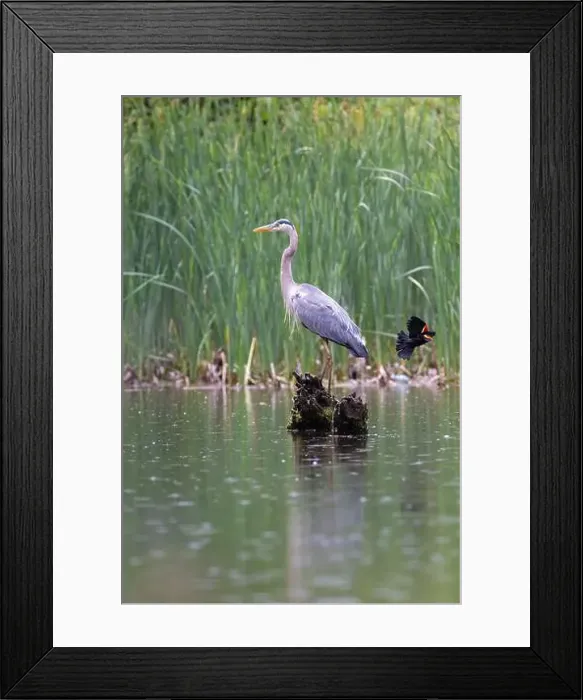Framed Print : Red-winged Blackbird attacking Great Blue Heron Framed Print : Red-winged Blackbird attacking Great Blue Heron
