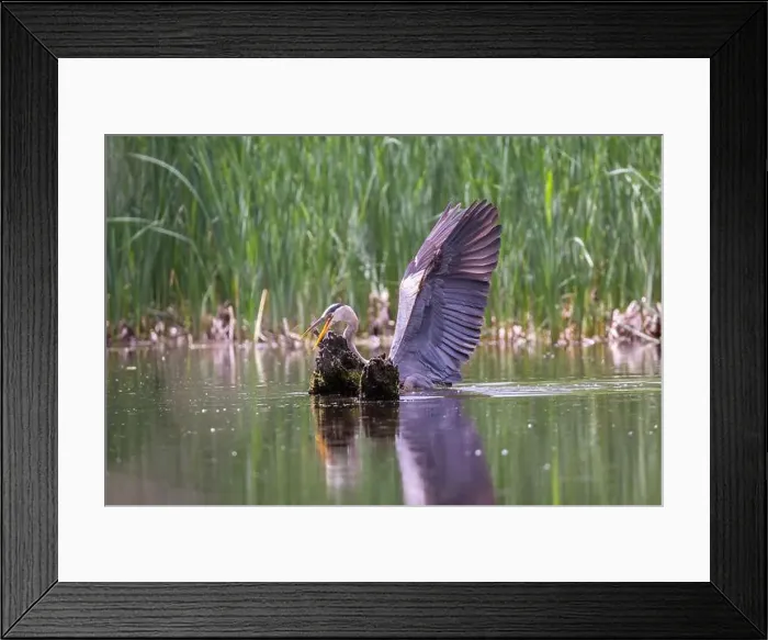 Framed Print : Great blue heron (Ardea herodias) fishing Framed Print : Great blue heron (Ardea herodias) fishing
