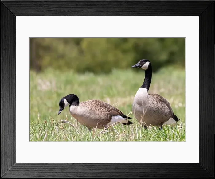 Framed Print : Two Canada Geese grazing in a rural feed Framed Print : Two Canada Geese grazing in a rural feed