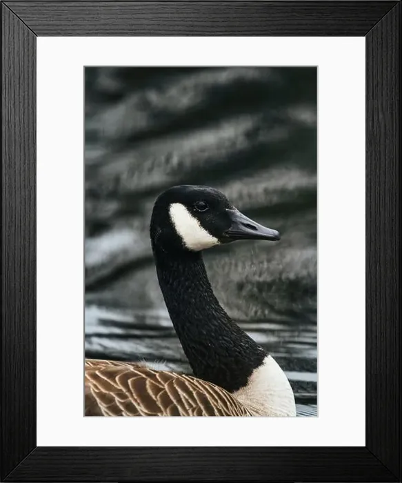 Framed Print : A closeup shot of a Canada goose floating in the water Framed Print : A closeup shot of a Canada goose floating in the water