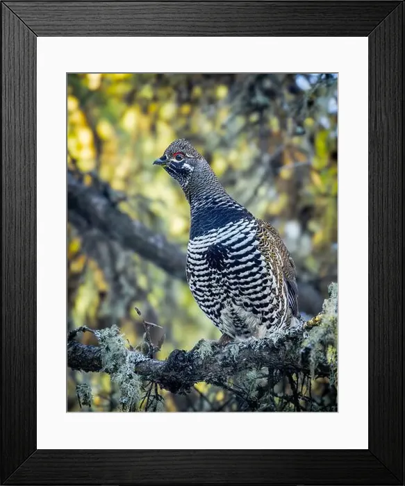 Framed Print : A Spruce Grouse, also known as Canada Grouse Framed Print : A Spruce Grouse, also known as Canada Grouse