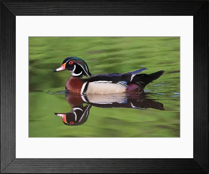 Framed Print : Colorful Wood Duck with reflection on the lake, Quebec, Canada Framed Print : Colorful Wood Duck with reflection on the lake, Quebec, Canada