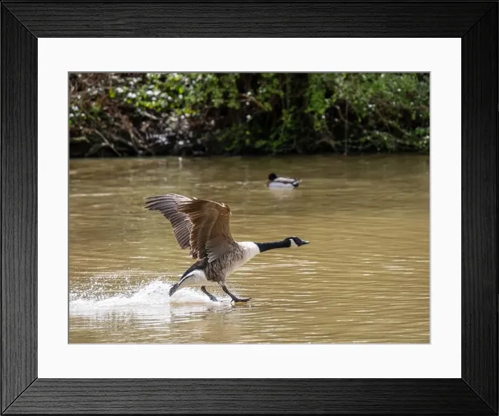 Framed Print : A Canada Goose Landing on a Lake Framed Print : A Canada Goose Landing on a Lake
