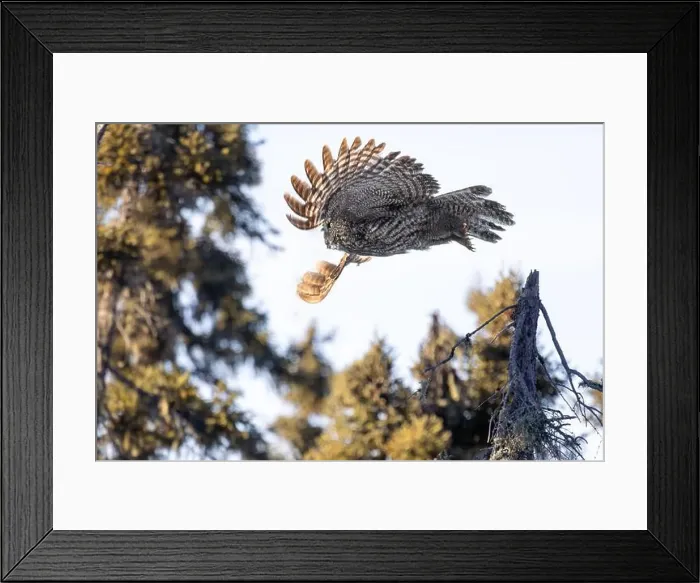 Framed Print : A Great gray owl (Strix nebulosa) on the hunt in the Boreal forest of Northern Saskatchewan, Canada Framed Print : A Great gray owl (Strix nebulosa) on the hunt in the Boreal forest of Northern Saskatchewan, Canada