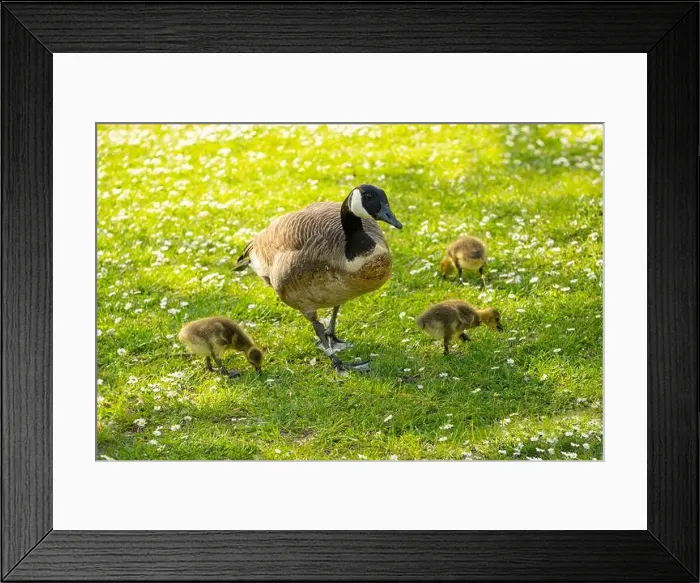 Framed Print : Goslings Canada goose, Brant canadian on green meadow with parents in woodland area
