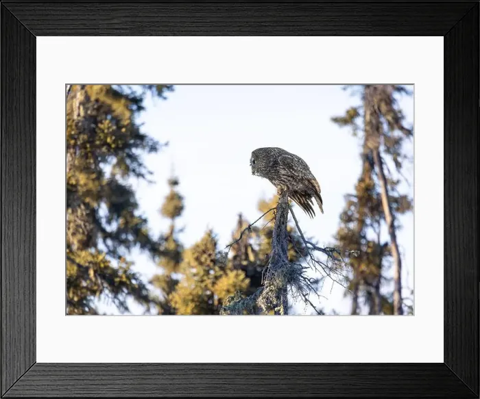 Framed Print : A Great gray owl (Strix nebulosa) on the hunt in the Boreal forest of Northern Saskatchewan, Canada Framed Print : A Great gray owl (Strix nebulosa) on the hunt in the Boreal forest of Northern Saskatchewan, Canada