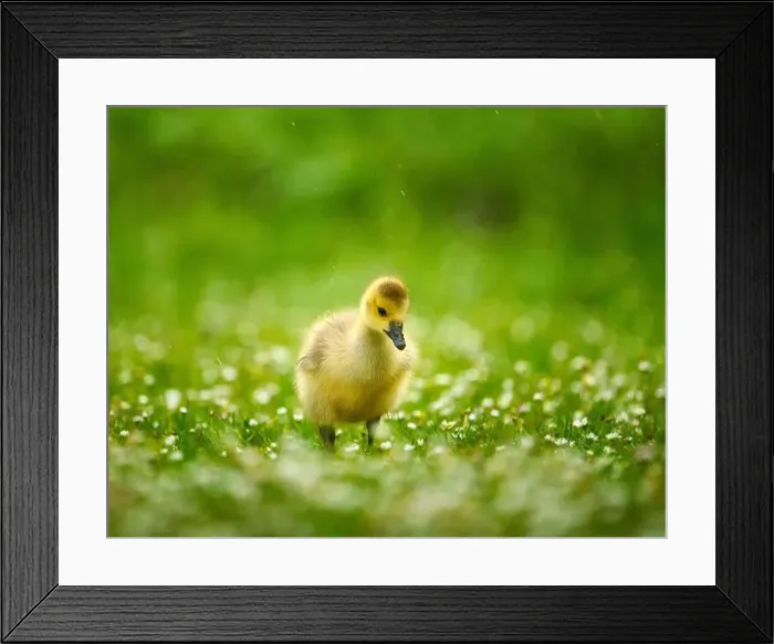 Framed Print : An adorable baby Canadian goose on lush green grass Framed Print : An adorable baby Canadian goose on lush green grass