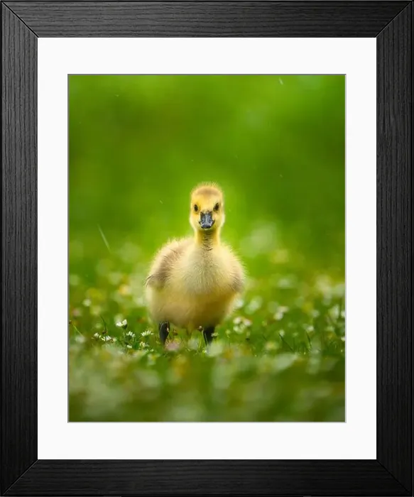 Framed Print : An adorable baby Canadian goose on lush green grass Framed Print : An adorable baby Canadian goose on lush green grass
