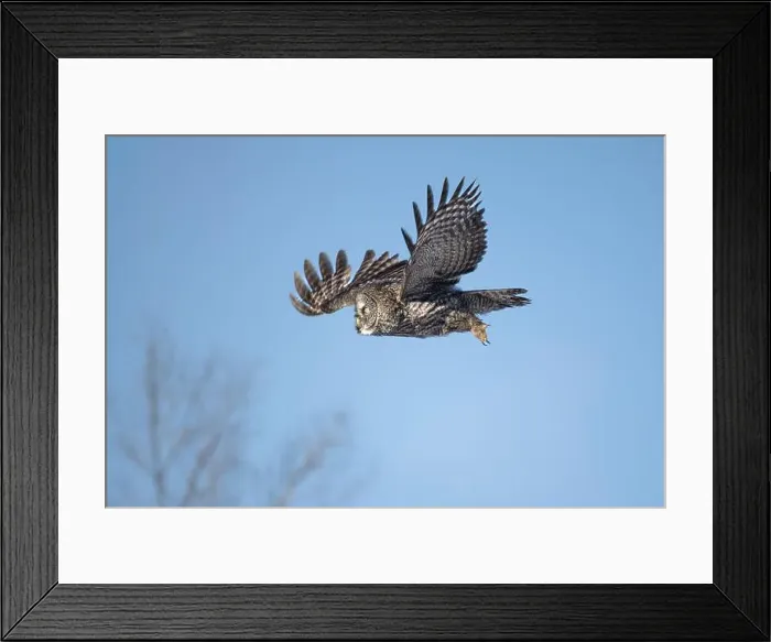 Framed Print : A Great gray owl (Strix nebulosa) on the hunt in the Boreal forest of Northern Saskatchewan, Canada
