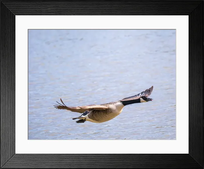 Framed Print : A Canada Goose in Flight Framed Print : A Canada Goose in Flight