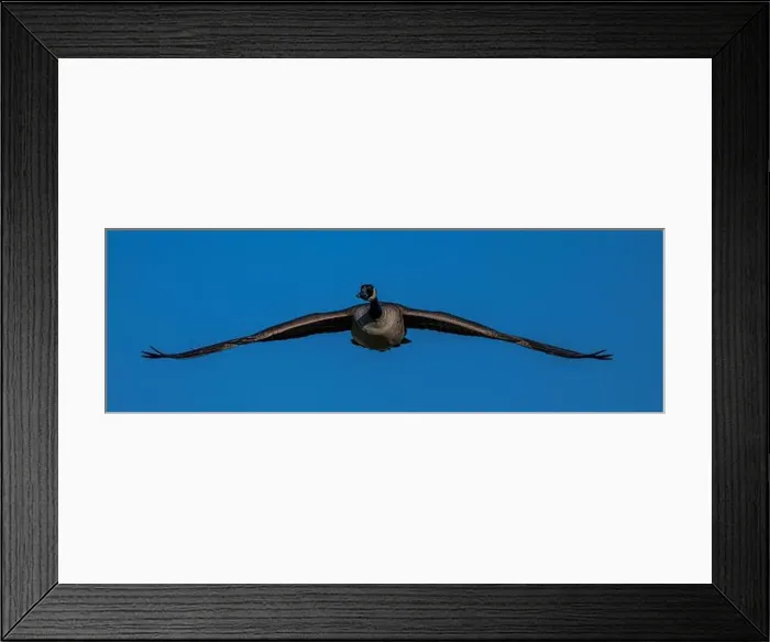 Framed Print : Canada Goose (Branta canadensis) in Flight Framed Print : Canada Goose (Branta canadensis) in Flight