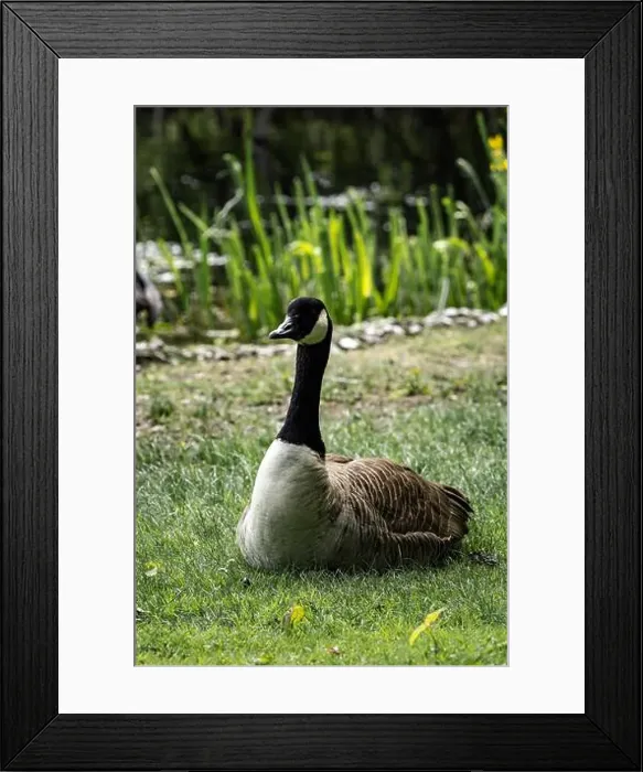 Framed Print : A Canada goose resting in a green meadow Framed Print : A Canada goose resting in a green meadow