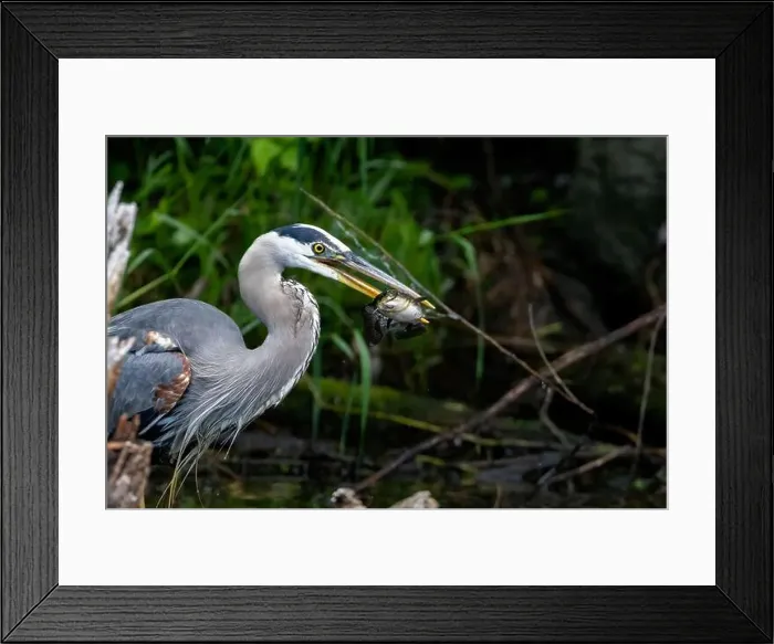 Framed Print : Great blue heron (Ardea herodias) fishing Framed Print : Great blue heron (Ardea herodias) fishing