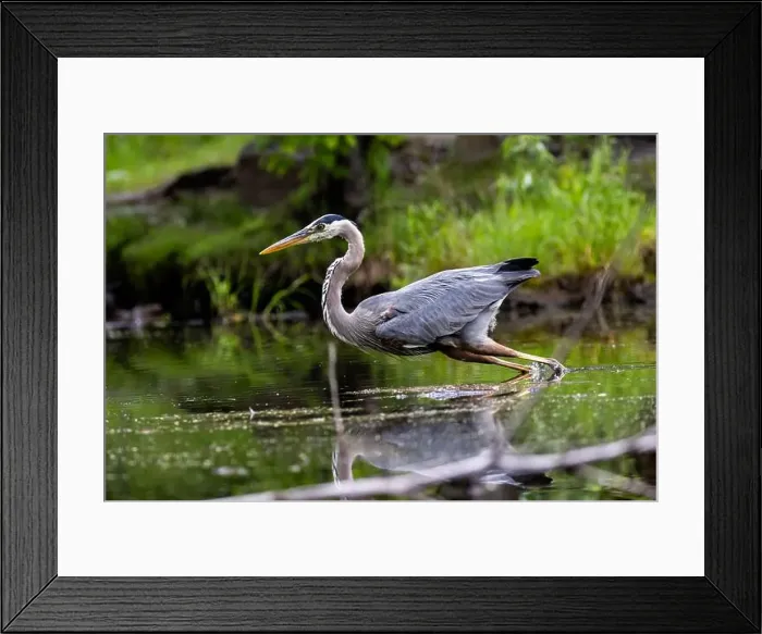Framed Print : Great blue heron (Ardea herodias) fishing Framed Print : Great blue heron (Ardea herodias) fishing