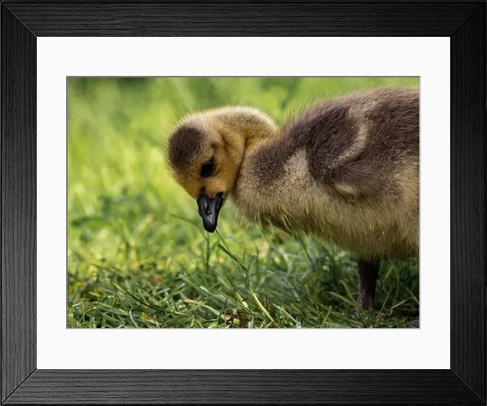 Framed Print : A closeup shot of a gosling in a green grassy meadow Framed Print : A closeup shot of a gosling in a green grassy meadow