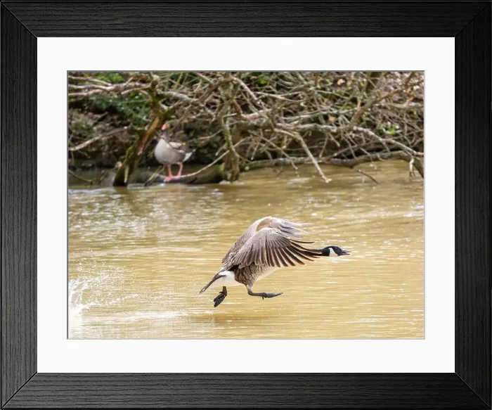 Framed Print : A Canada Goose Landing on a Lake Framed Print : A Canada Goose Landing on a Lake