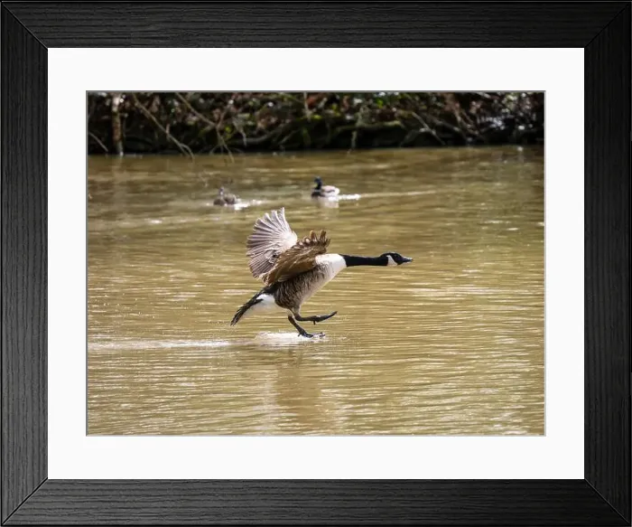 Framed Print : A Canada Goose Landing on a Lake Framed Print : A Canada Goose Landing on a Lake