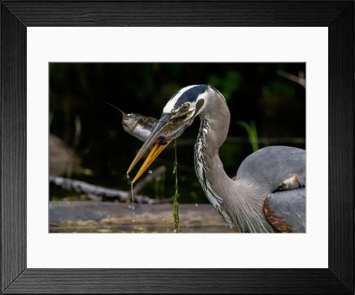 Framed Print : Great blue heron (Ardea herodias) fishing Framed Print : Great blue heron (Ardea herodias) fishing