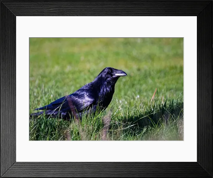 Framed Print : A closeup of a raven at Ruckle Provincial Park, Salt Spring Island, BC Canada Framed Print : A closeup of a raven at Ruckle Provincial Park, Salt Spring Island, BC Canada
