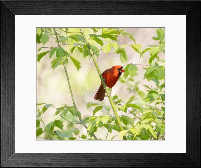 Framed Print : Male Northern Cardinal in a green leafy shrub in Ontario Canada Framed Print : Male Northern Cardinal in a green leafy shrub in Ontario Canada
