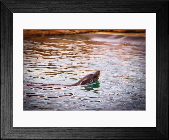Framed Print : A sea lion swimming in a pool with rippling water and rocky edges Framed Print : A sea lion swimming in a pool with rippling water and rocky edges