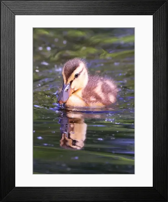 Framed Print : Mallard Duck baby and his reflection on the water, Laval, Canada Framed Print : Mallard Duck baby and his reflection on the water, Laval, Canada