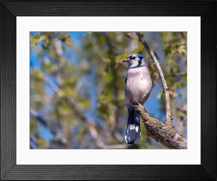 Framed Print : Blue Jay perching on a tree branch in early spring Framed Print : Blue Jay perching on a tree branch in early spring