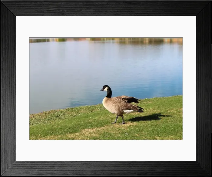 Framed Print : A Canada Goose stands on the water's edge Framed Print : A Canada Goose stands on the water's edge