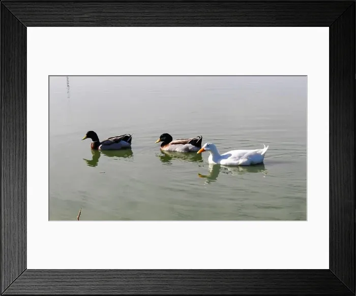 Framed Print : Three ducks swim side-by-side in a lake Framed Print : Three ducks swim side-by-side in a lake
