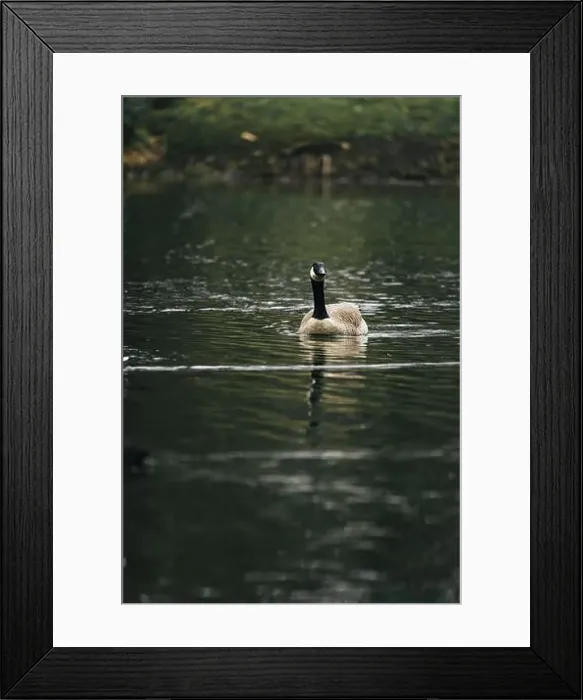 Framed Print : A Canada goose floating in the lake Framed Print : A Canada goose floating in the lake