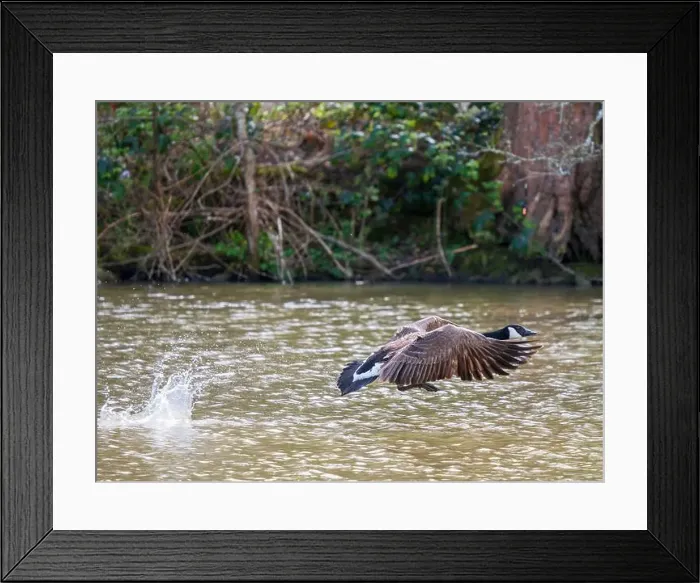 Framed Print : A Canada Goose Landing on a Lake Framed Print : A Canada Goose Landing on a Lake
