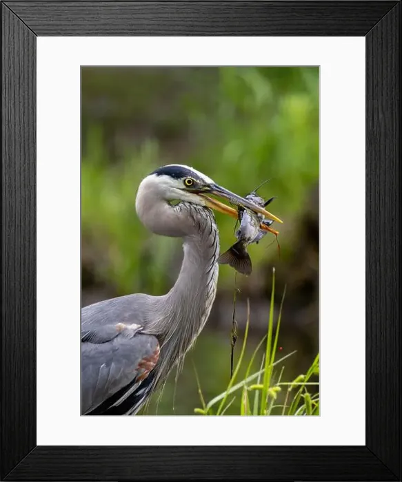 Framed Print : Great blue heron (Ardea herodias) fishing Framed Print : Great blue heron (Ardea herodias) fishing