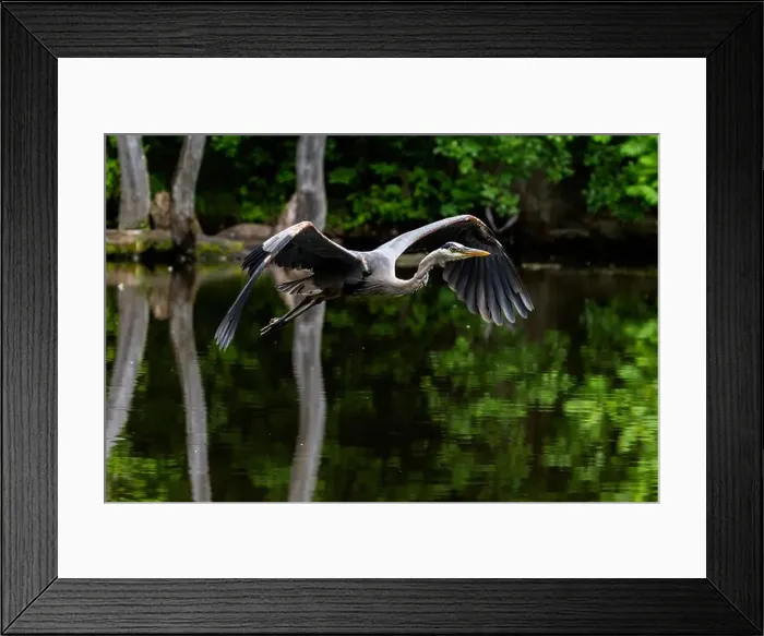 Framed Print : Great blue heron (Ardea herodias) fishing Framed Print : Great blue heron (Ardea herodias) fishing
