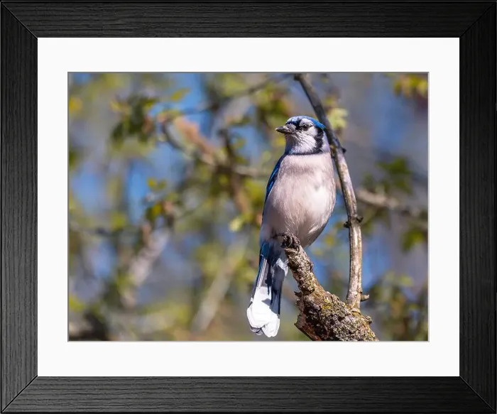 Framed Print : Blue Jay perching on a tree branch in early spring Framed Print : Blue Jay perching on a tree branch in early spring