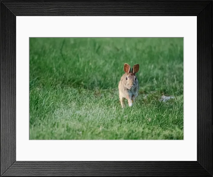 Framed Print : eastern cottontail rabbit Framed Print : eastern cottontail rabbit