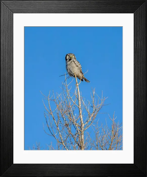 Framed Print : A Northern Hawk Owl (Surnia ulula) perched on tree in the Boreal Forest of Northern Canada Framed Print : A Northern Hawk Owl (Surnia ulula) perched on tree in the Boreal Forest of Northern Canada