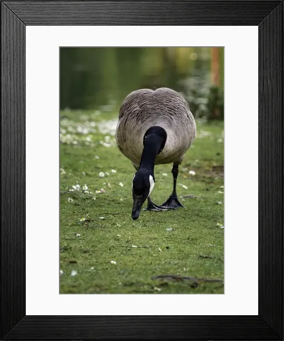 Framed Print : A closeup shot of a Canada goose pecking near a pond in the grass Framed Print : A closeup shot of a Canada goose pecking near a pond in the grass