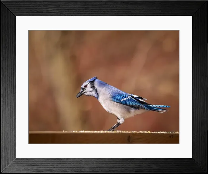Framed Print : Blue Jay perched on a wooden railing Framed Print : Blue Jay perched on a wooden railing