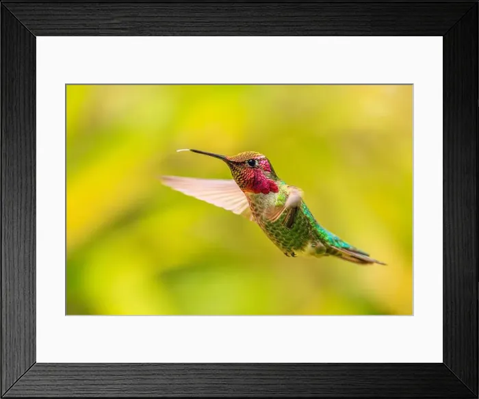 Framed Print : Closeup of a male Anna's Hummingbird (Calypte anna) hovering in mid-air Framed Print : Closeup of a male Anna's Hummingbird (Calypte anna) hovering in mid-air