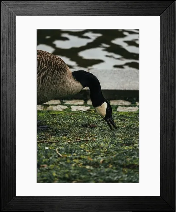 Framed Print : A closeup shot of a Canada goose pecking near a pond in the grass Framed Print : A closeup shot of a Canada goose pecking near a pond in the grass