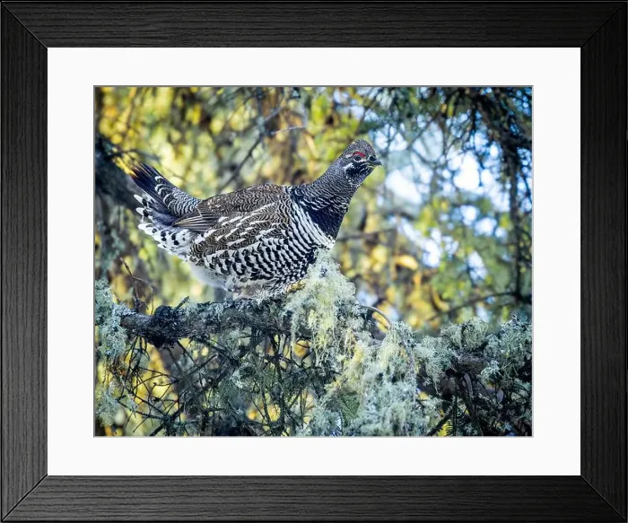 Framed Print : A Spruce Grouse, also known as Canada Grouse Framed Print : A Spruce Grouse, also known as Canada Grouse