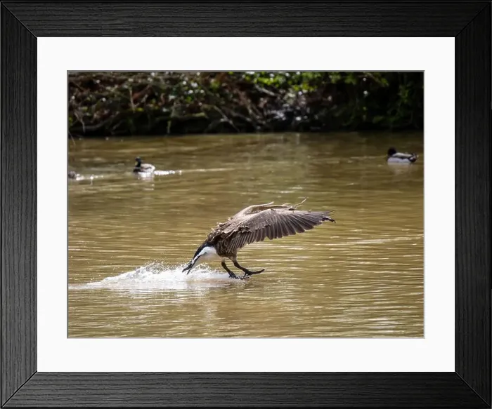 Framed Print : A Canada Goose Landing on a Lake Framed Print : A Canada Goose Landing on a Lake