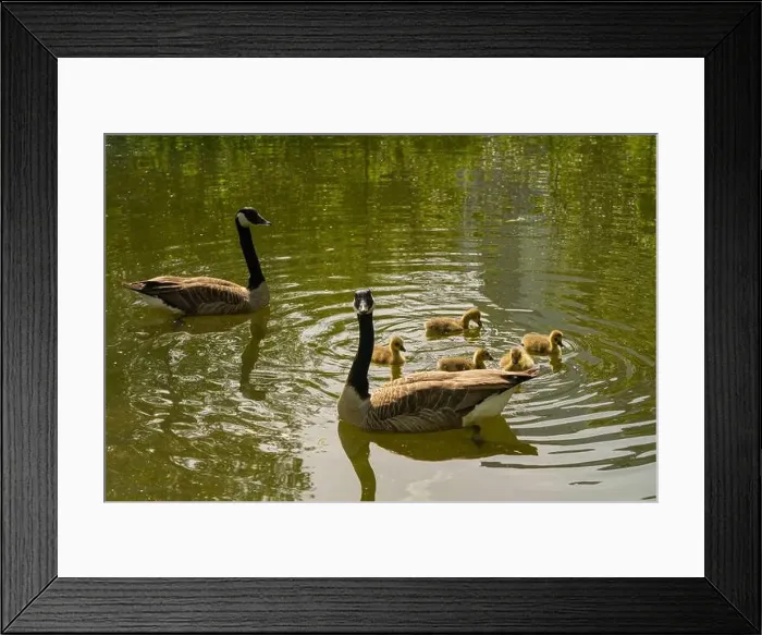 Framed Print : geese with goslings Canada goose swimming on lake Framed Print : geese with goslings Canada goose swimming on lake