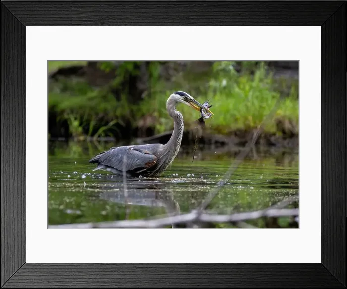 Framed Print : Great blue heron (Ardea herodias) fishing Framed Print : Great blue heron (Ardea herodias) fishing