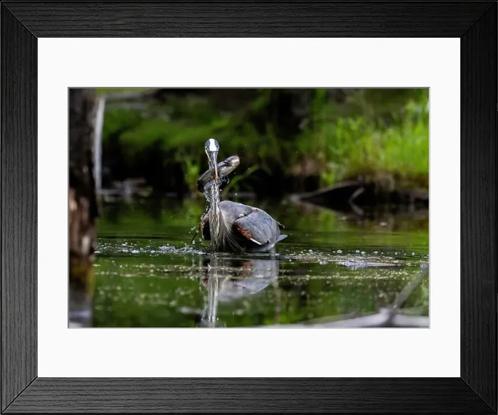 Framed Print : Great blue heron (Ardea herodias) fishing Framed Print : Great blue heron (Ardea herodias) fishing