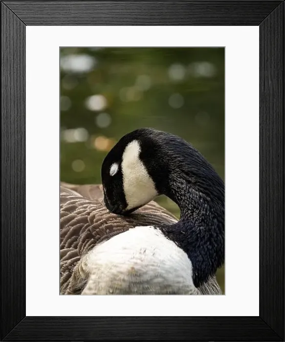 Framed Print : A Canada goose preening near the body of water Framed Print : A Canada goose preening near the body of water
