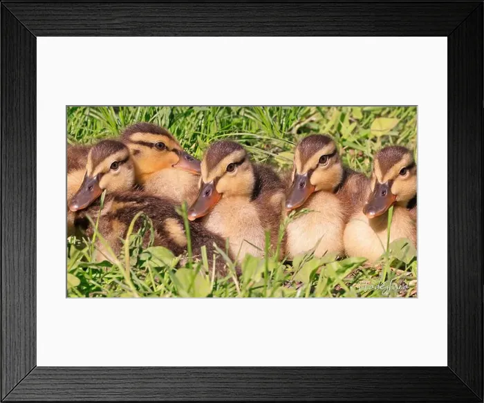 Framed Print : Mallard Duck babies with green grass foreground and background, Canada Framed Print : Mallard Duck babies with green grass foreground and background, Canada