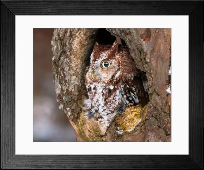 Framed Print : Western Screech Owl looking out of a tree hole Framed Print : Western Screech Owl looking out of a tree hole