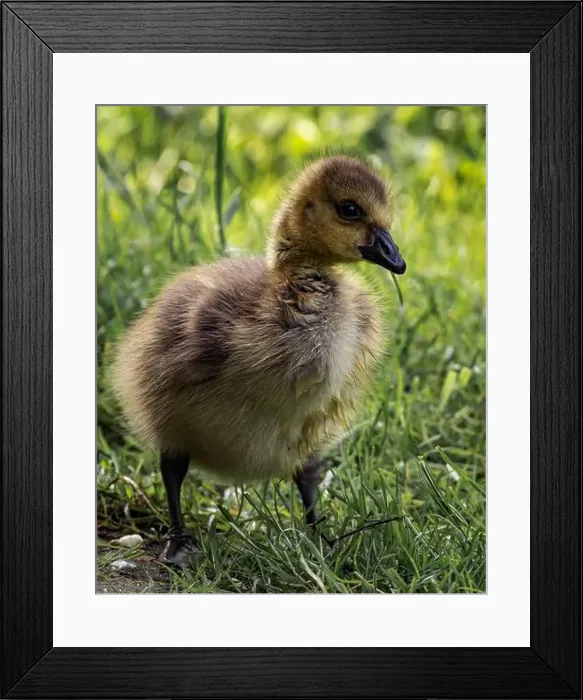 Framed Print : A closeup shot of a gosling pecking in a green grassy meadow
