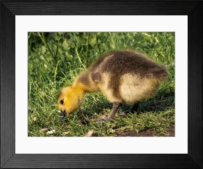 Framed Print : A closeup shot of a gosling pecking in a green grassy meadow
